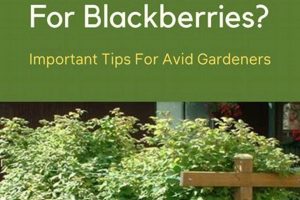 Grow Bountiful Blackberries in a Raised Garden Bed! | The Ultimate Gardening Guide: Grow a Thriving Garden Year-Round