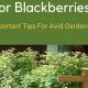 Grow Bountiful Blackberries in a Raised Garden Bed! | The Ultimate Gardening Guide: Grow a Thriving Garden Year-Round