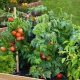 Grow Better Raised Bed Garden Tomatoes: Tips & Tricks | The Ultimate Gardening Guide: Grow a Thriving Garden Year-Round