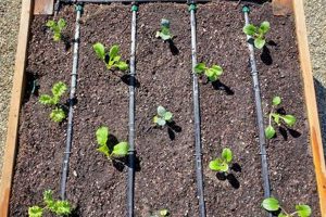 Maximize Yield: Drip Irrigation Raised Garden Beds Guide The Ultimate Gardening Guide: Grow a Thriving Garden Year-Round Maximize Yield: Drip Irrigation Raised Garden Beds Guide | The Ultimate Gardening Guide: Grow a Thriving Garden Year-Round