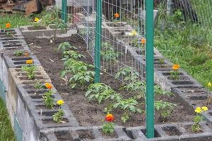 Easy Raised Bed Tomato Garden: Grow More, Effortlessly! The Ultimate Gardening Guide: Grow a Thriving Garden Year-Round Easy Raised Bed Tomato Garden: Grow More, Effortlessly! | The Ultimate Gardening Guide: Grow a Thriving Garden Year-Round