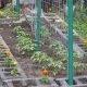 Easy Raised Bed Tomato Garden: Grow More, Effortlessly! | The Ultimate Gardening Guide: Grow a Thriving Garden Year-Round