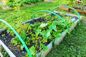 Best What to Grow in Raised Garden Beds For Beginners! The Ultimate Gardening Guide: Grow a Thriving Garden Year-Round Best What to Grow in Raised Garden Beds For Beginners! | The Ultimate Gardening Guide: Grow a Thriving Garden Year-Round