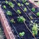 Boost Yield: Raised Garden Beds with Irrigation Systems Today! | The Ultimate Gardening Guide: Grow a Thriving Garden Year-Round