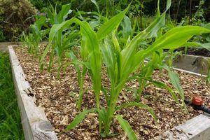 Grow Bountiful Corn in Your Raised Bed Garden Today! | The Ultimate Gardening Guide: Grow a Thriving Garden Year-Round