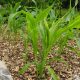 Grow Bountiful Corn in Your Raised Bed Garden Today! | The Ultimate Gardening Guide: Grow a Thriving Garden Year-Round