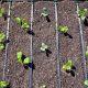 Maximize Yield: Drip Irrigation in Raised Beds Simplified | The Ultimate Gardening Guide: Grow a Thriving Garden Year-Round
