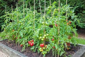 Grow Bigger Raised Garden Tomatoes: Tips &amp; Tricks | The Ultimate Gardening Guide: Grow a Thriving Garden Year-Round