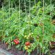 Grow Bigger Raised Garden Tomatoes: Tips &amp; Tricks | The Ultimate Gardening Guide: Grow a Thriving Garden Year-Round