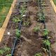 Maximize Yield: Raised Garden Bed Drip System Guide Now! | The Ultimate Gardening Guide: Grow a Thriving Garden Year-Round