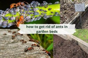 Easy Ant Control: How to Get Rid of Ants in Raised Garden Bed Fast The Ultimate Gardening Guide: Grow a Thriving Garden Year-Round Easy Ant Control: How to Get Rid of Ants in Raised Garden Bed Fast | The Ultimate Gardening Guide: Grow a Thriving Garden Year-Round