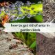 Easy Ant Control: How to Get Rid of Ants in Raised Garden Bed Fast | The Ultimate Gardening Guide: Grow a Thriving Garden Year-Round