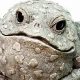 Enchanting Toad Garden Statues: Decor & More | The Ultimate Gardening Guide: Grow a Thriving Garden Year-Round