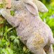 Charming Rabbit Garden Statues: Decor & More! | The Ultimate Gardening Guide: Grow a Thriving Garden Year-Round