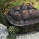 Serene Turtle Statue Garden: Decor & Ideas | The Ultimate Gardening Guide: Grow a Thriving Garden Year-Round