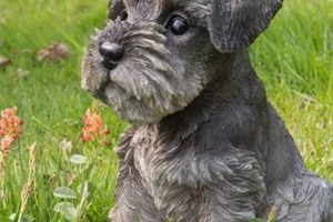 Best Schnauzer Garden Statue Decor: Sculptures & More! | The Ultimate Gardening Guide: Grow a Thriving Garden Year-Round
