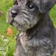 Best Schnauzer Garden Statue Decor: Sculptures & More! | The Ultimate Gardening Guide: Grow a Thriving Garden Year-Round