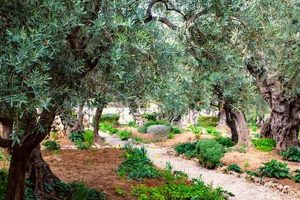 Grow Your Own: Olive Tree Garden Secrets Revealed The Ultimate Gardening Guide: Grow a Thriving Garden Year-Round Grow Your Own: Olive Tree Garden Secrets Revealed | The Ultimate Gardening Guide: Grow a Thriving Garden Year-Round