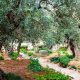 Grow Your Own: Olive Tree Garden Secrets Revealed | The Ultimate Gardening Guide: Grow a Thriving Garden Year-Round