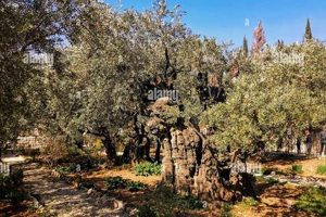 Gethsemane's Ancient Olive Trees: A Sacred Garden | The Ultimate Gardening Guide: Grow a Thriving Garden Year-Round