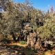 Gethsemane's Ancient Olive Trees: A Sacred Garden | The Ultimate Gardening Guide: Grow a Thriving Garden Year-Round