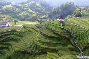 Discover Wujiatai Tea Garden China: Aromatic Delight! | The Ultimate Gardening Guide: Grow a Thriving Garden Year-Round