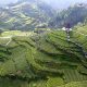 Discover Wujiatai Tea Garden China: Aromatic Delight! | The Ultimate Gardening Guide: Grow a Thriving Garden Year-Round
