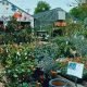 Your Guide: Waltons Garden Center Dallas | Plants & More | The Ultimate Gardening Guide: Grow a Thriving Garden Year-Round