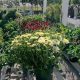 Visit Beaver Meadow Garden Center: Plants & More! | The Ultimate Gardening Guide: Grow a Thriving Garden Year-Round