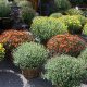 Visit Kitty Hawk Garden Center: Your Coastal Gardening Oasis | The Ultimate Gardening Guide: Grow a Thriving Garden Year-Round