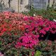 Visit Bayles Garden Center in Port Washington, NY - Plants & More! | The Ultimate Gardening Guide: Grow a Thriving Garden Year-Round