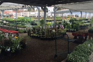 Revitalizing the Boring Square Garden Center: Tips &amp; Trends | The Ultimate Gardening Guide: Grow a Thriving Garden Year-Round