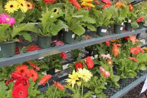 Your Local Keller Garden Center: Plants & More | The Ultimate Gardening Guide: Grow a Thriving Garden Year-Round