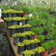 Top Garden Center Merchandiser: Tips &amp; Strategies | The Ultimate Gardening Guide: Grow a Thriving Garden Year-Round