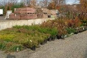 Best Plants at Randolph Garden Center NJ - Your Local Source | The Ultimate Gardening Guide: Grow a Thriving Garden Year-Round