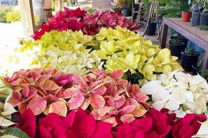 Your Guide to Wildwood Garden Center Wonders | The Ultimate Gardening Guide: Grow a Thriving Garden Year-Round