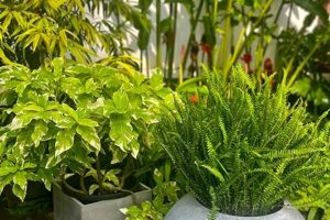 Your Clover Garden Center: Plants, Advice & More! | The Ultimate Gardening Guide: Grow a Thriving Garden Year-Round