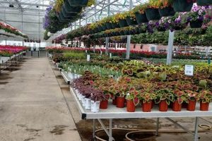Your Winding Creek Nursery & Garden Center Inc. Oasis! | The Ultimate Gardening Guide: Grow a Thriving Garden Year-Round