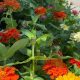 Your Bayles Garden Center Port Washington Guide & Tips | The Ultimate Gardening Guide: Grow a Thriving Garden Year-Round