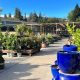 Your Danville Garden: Sloat Garden Center Guide & Tips | The Ultimate Gardening Guide: Grow a Thriving Garden Year-Round