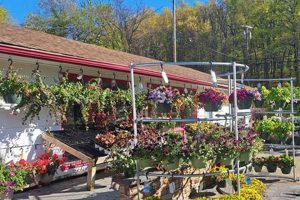 Visit Roxbury Farm and Garden Center Near You! The Ultimate Gardening Guide: Grow a Thriving Garden Year-Round Visit Roxbury Farm and Garden Center Near You! | The Ultimate Gardening Guide: Grow a Thriving Garden Year-Round