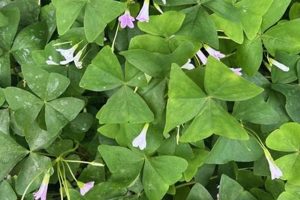 Visit Driftwood Garden Center & Florist: Plants, Flowers & More! | The Ultimate Gardening Guide: Grow a Thriving Garden Year-Round