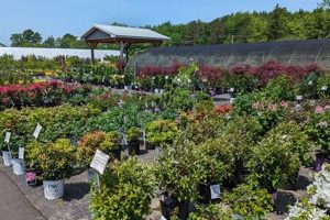 Your Local Turnbull Nursery Inc & Garden Center Needs The Ultimate Gardening Guide: Grow a Thriving Garden Year-Round Your Local Turnbull Nursery Inc & Garden Center Needs | The Ultimate Gardening Guide: Grow a Thriving Garden Year-Round