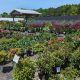 Your Local Turnbull Nursery Inc &amp; Garden Center Needs | The Ultimate Gardening Guide: Grow a Thriving Garden Year-Round