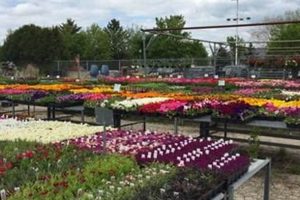 Your Guide to Frenz Garden Center Thiensville WI | The Ultimate Gardening Guide: Grow a Thriving Garden Year-Round