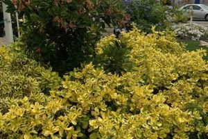 Visit Peters Garden Center Today - Plants & More! | The Ultimate Gardening Guide: Grow a Thriving Garden Year-Round