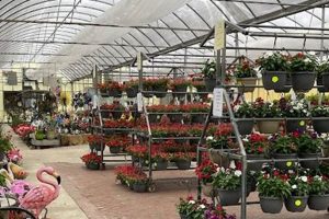 Visit White's Old Mill Garden Center & Nursery Today! | The Ultimate Gardening Guide: Grow a Thriving Garden Year-Round
