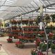 Visit White's Old Mill Garden Center & Nursery Today! | The Ultimate Gardening Guide: Grow a Thriving Garden Year-Round