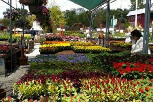 Your Local Lurvey Garden Center: Plants, Tips & More! | The Ultimate Gardening Guide: Grow a Thriving Garden Year-Round