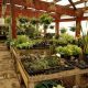 Your Local Frontier Garden Center: Plants & More! | The Ultimate Gardening Guide: Grow a Thriving Garden Year-Round